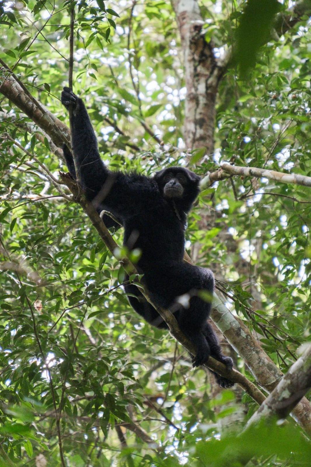 Magpie Homestay & Jungle Trekking Only For Guest Trekking With Us Bukit Lawang Exterior foto