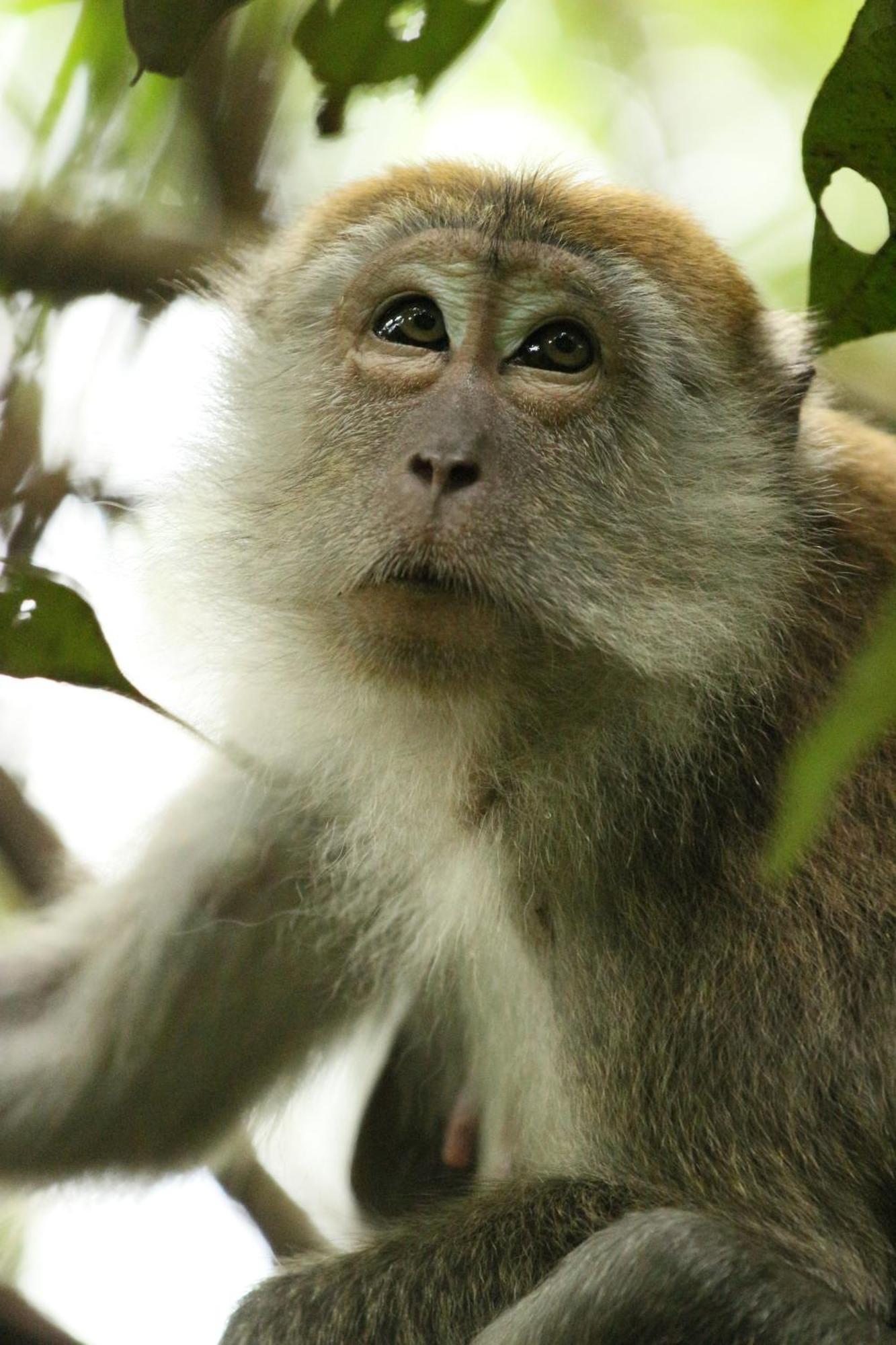 Magpie Homestay & Jungle Trekking Only For Guest Trekking With Us Bukit Lawang Exterior foto