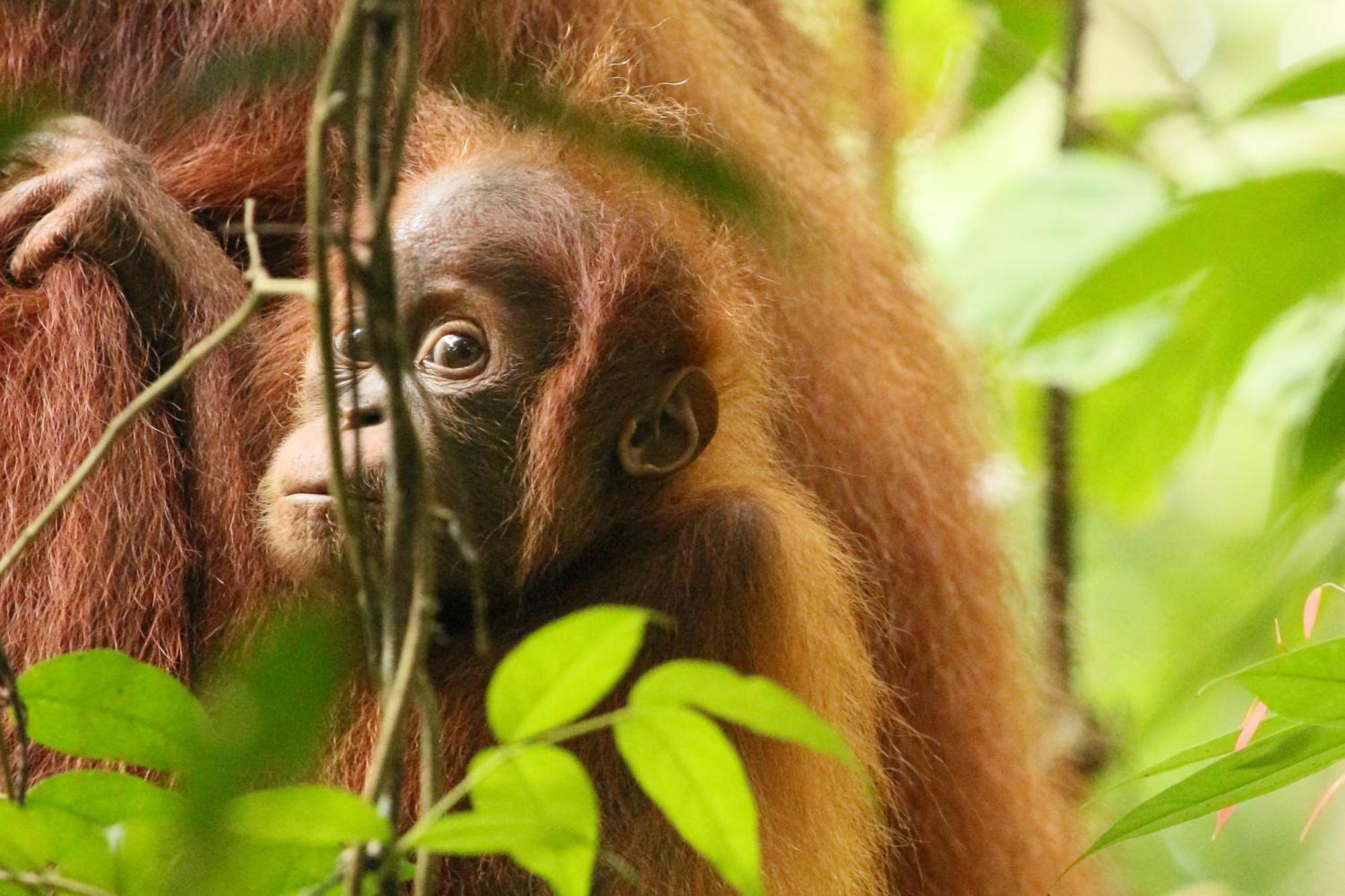 Magpie Homestay & Jungle Trekking Only For Guest Trekking With Us Bukit Lawang Exterior foto