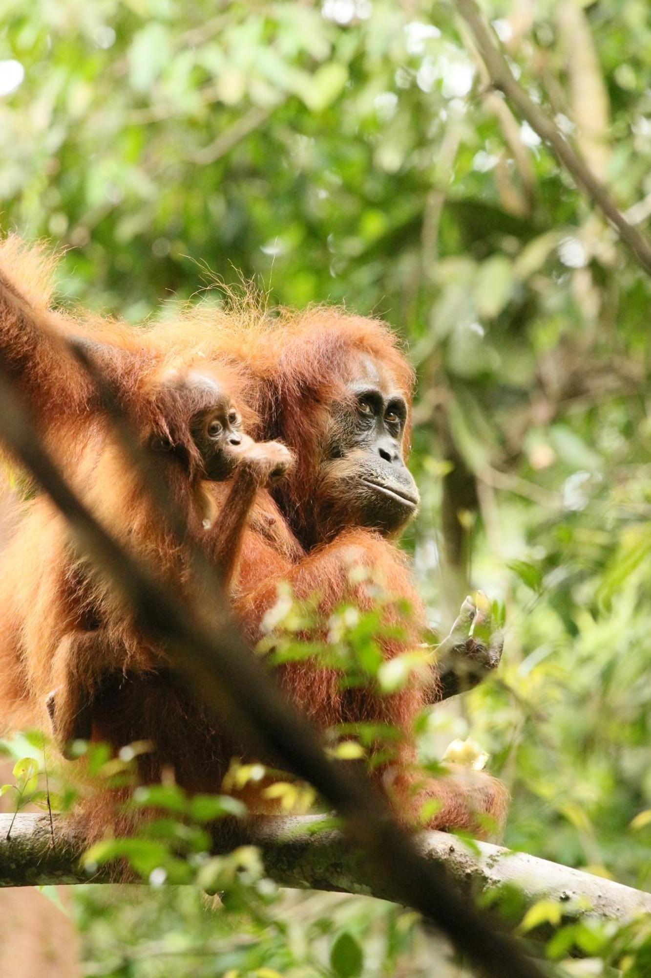 Magpie Homestay & Jungle Trekking Only For Guest Trekking With Us Bukit Lawang Exterior foto